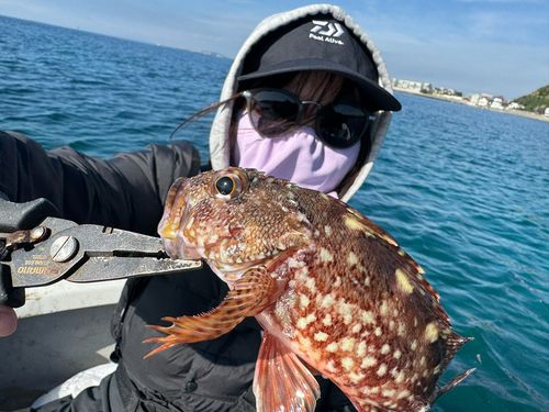 カサゴの釣果