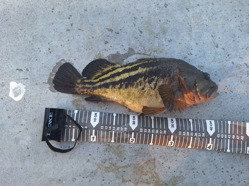 シマソイの釣果