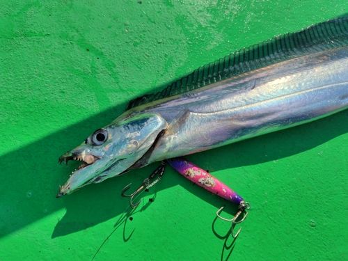 タチウオの釣果