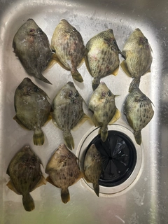 カワハギの釣果