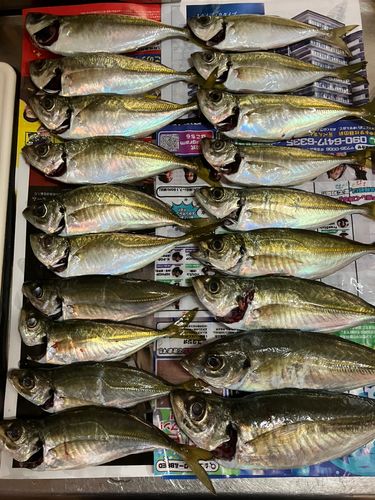 アジの釣果