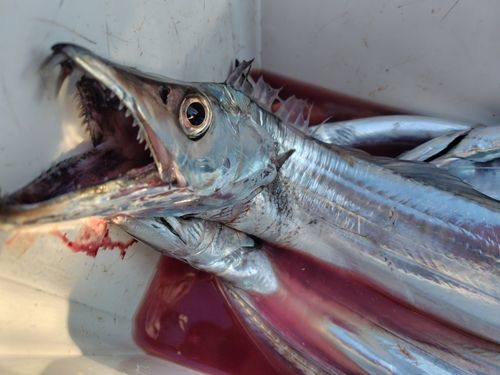 タチウオの釣果