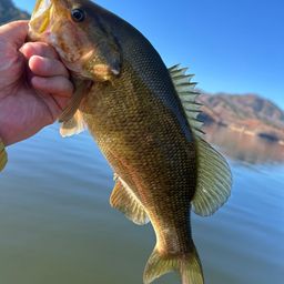 スモールマウスバス