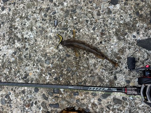 アイナメの釣果