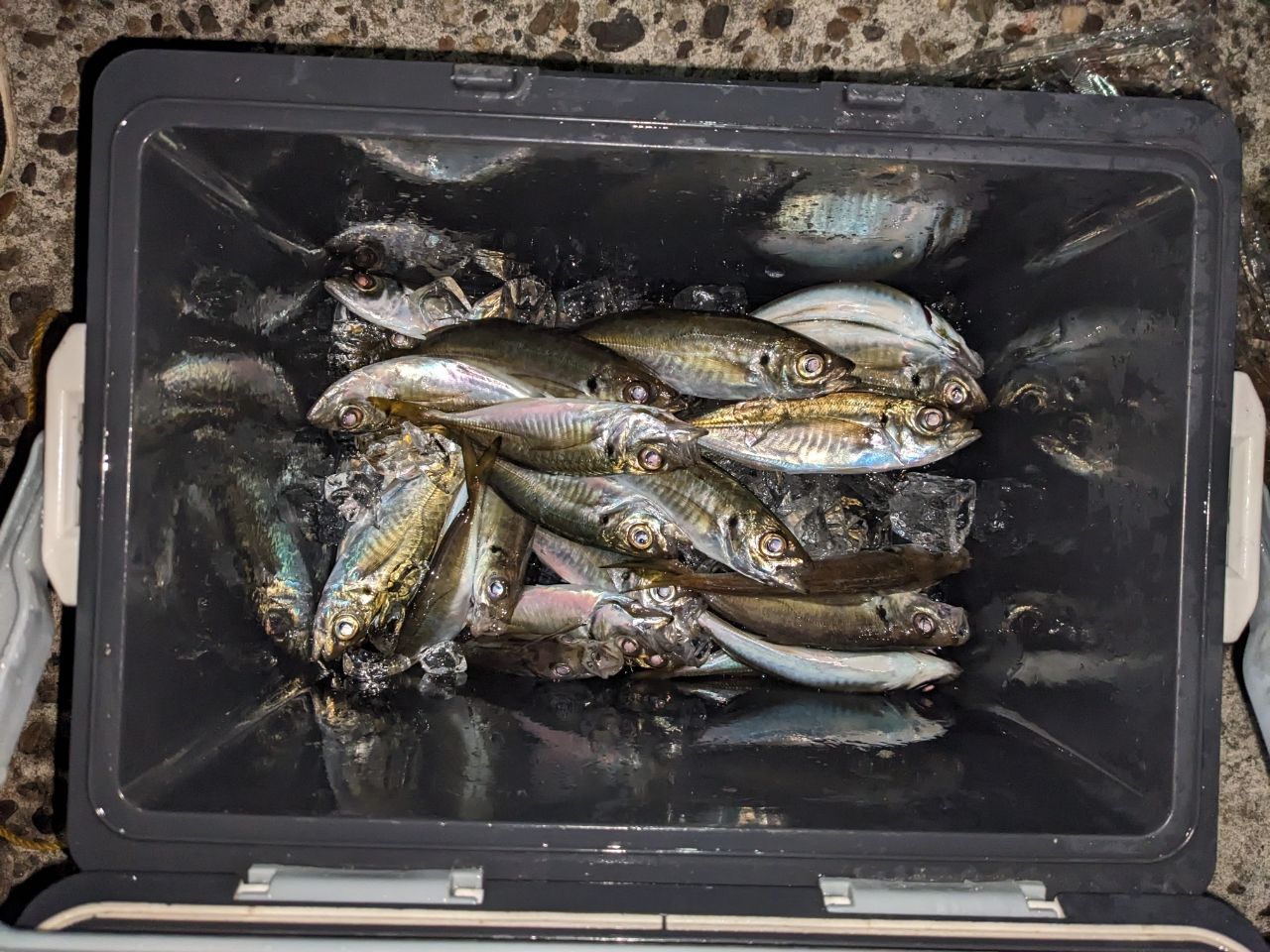 SHIMANO 18ソアレ SS アジング S610SUL-Sの最安値・インプレ・釣果