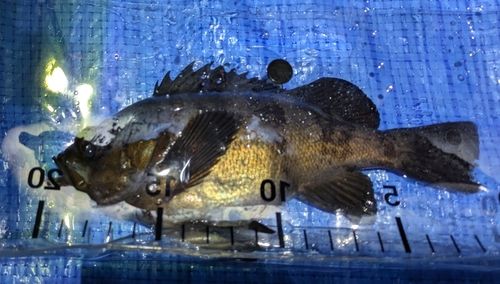 クロメバルの釣果