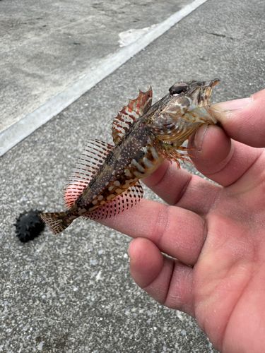 アサヒアナハゼの釣果