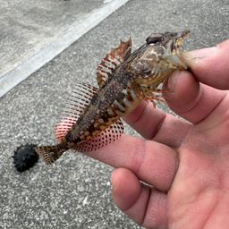 アサヒアナハゼ