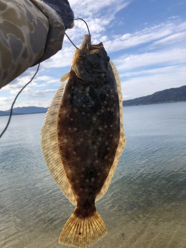 ヒラメの釣果