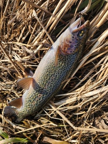 ニジマスの釣果