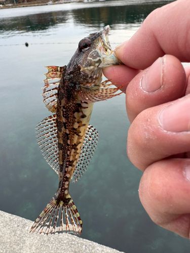 アサヒアナハゼの釣果
