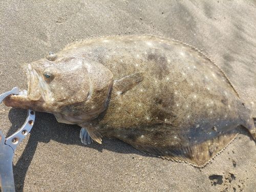 ヒラメの釣果