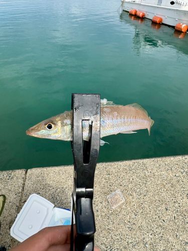 タチウオの釣果