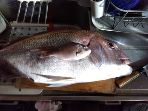 タイの釣果