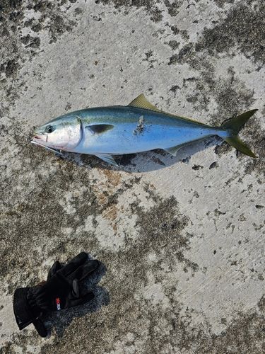 イナダの釣果
