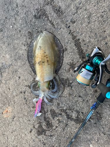 アオリイカの釣果