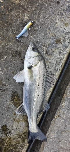 シーバスの釣果