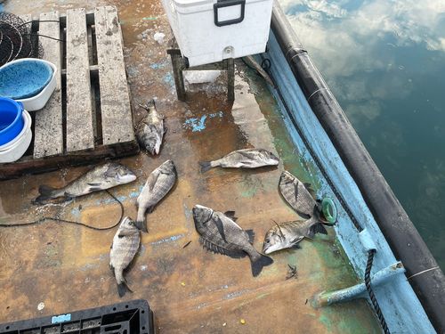 クロダイの釣果