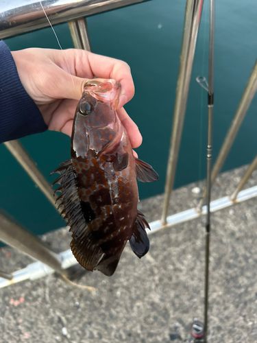 キジハタの釣果