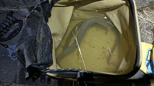ウナギの釣果