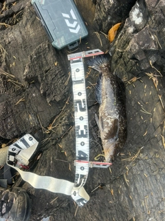 アイナメの釣果