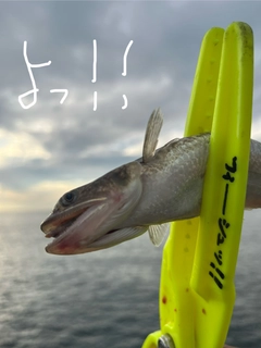 エソの釣果