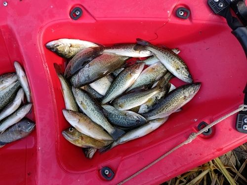 ブラックバスの釣果