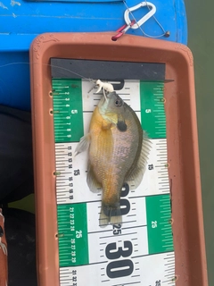 ブルーギルの釣果