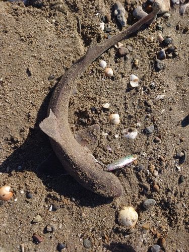 ホシザメの釣果