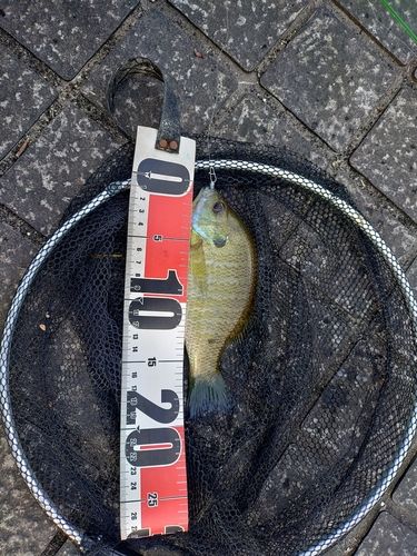 ブルーギルの釣果