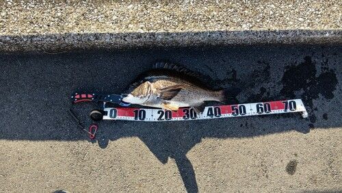 クロダイの釣果