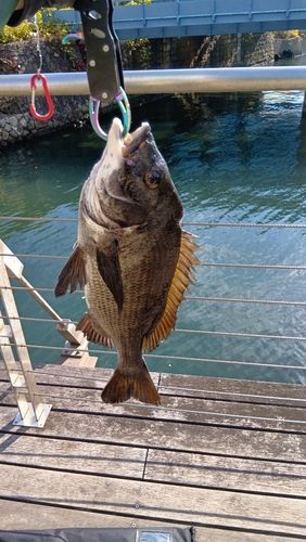 クロダイの釣果