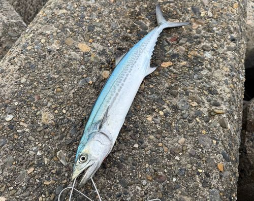 サゴシの釣果