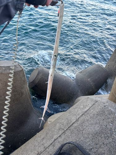 アオヤガラの釣果