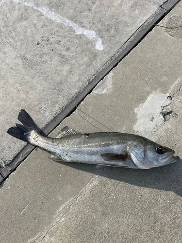 フッコ（マルスズキ）の釣果