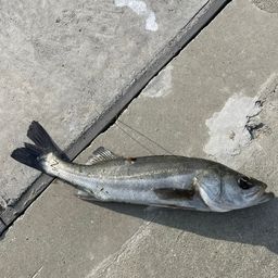 フッコ（マルスズキ）