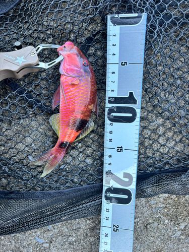 オジサンの釣果