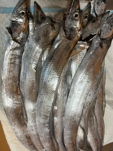 タチウオの釣果