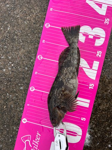 アイナメの釣果