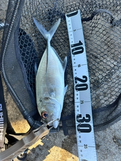 ギンガメアジの釣果