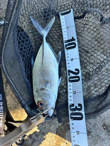 ギンガメアジの釣果