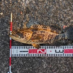 チャイロマルハタ