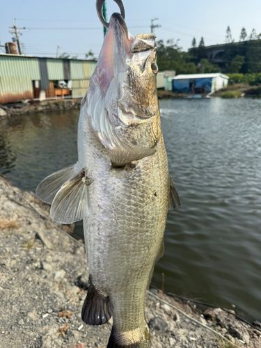 バラマンディの釣果