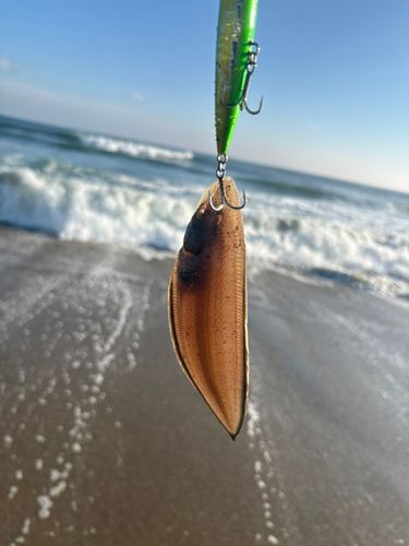 シタビラメの釣果