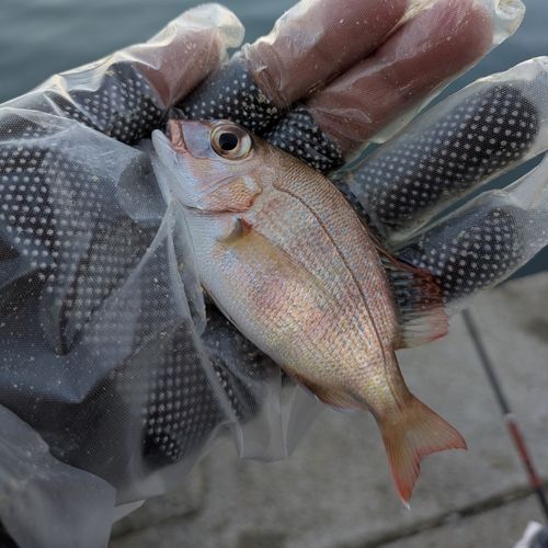 チャリコの釣果