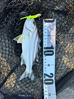 コトヒキの釣果