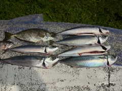 サバの釣果