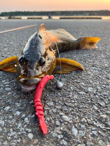 アイナメの釣果
