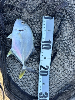 オニヒラアジの釣果