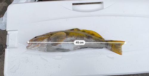 アイナメの釣果